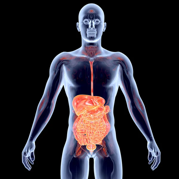 Internal Organs - Intestines — Stock Photo, Image