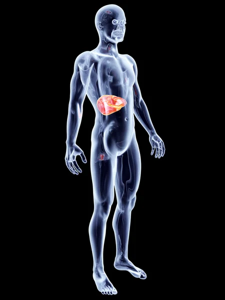 内部器官-肝 — 图库照片