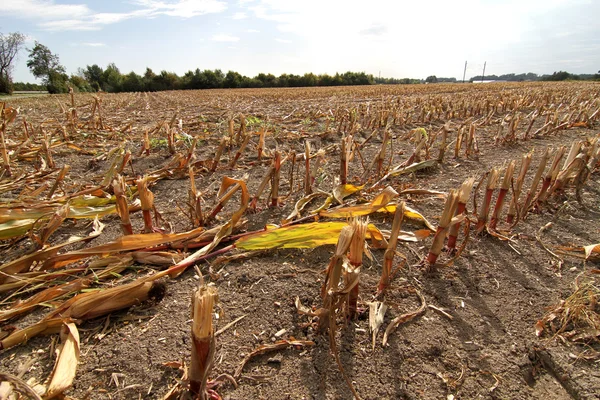 Droge veld — Stockfoto