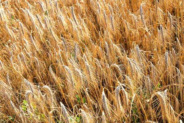 Campo de trigo — Foto de Stock