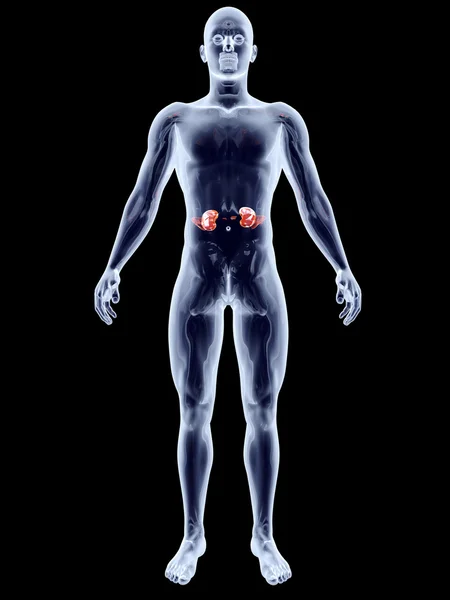 Internal Organs - Kidneys — Stock Photo, Image