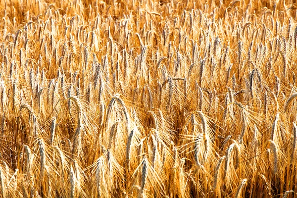 Wheat Field — Stock Photo, Image