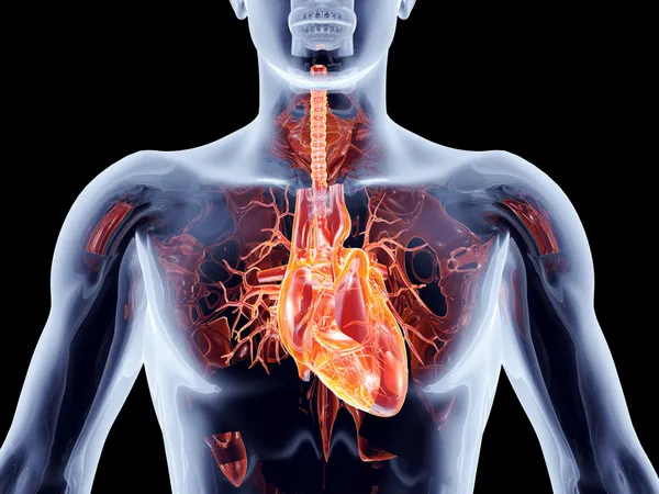 Internal Organs - Heart — Stock Photo, Image