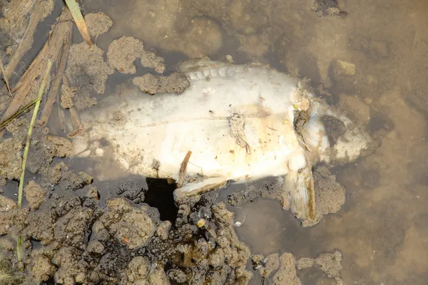 死んだ魚 — ストック写真