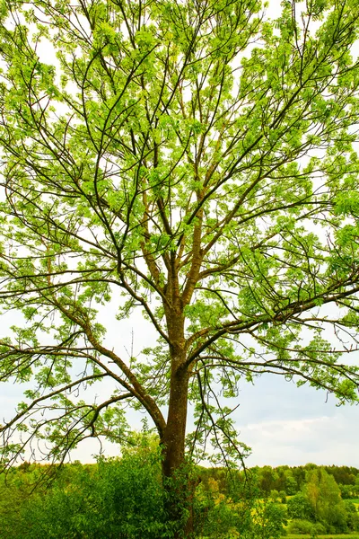 Giant tree — Stock Photo, Image