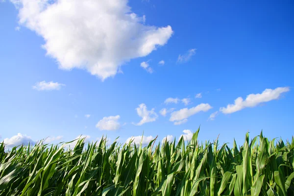 Campo di mais — Foto Stock