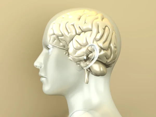 Cerebro humano — Foto de Stock