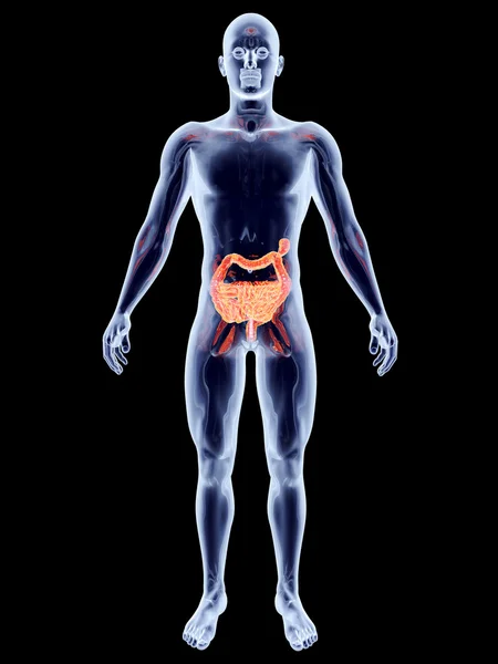Órgãos internos - Intestinos — Fotografia de Stock