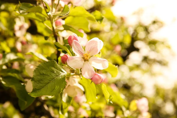 Blooming Apple tree — Stock Photo, Image
