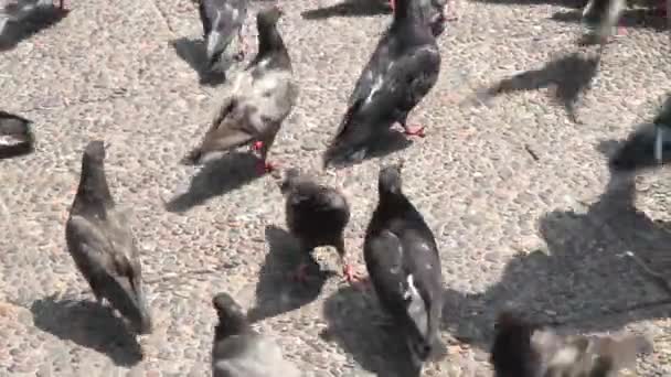 Un gruppo di colombe — Video Stock