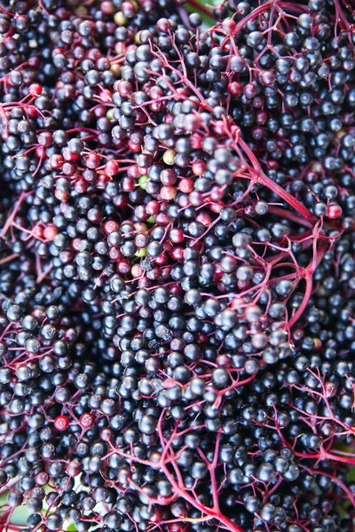 Elder Berries — Stock Photo, Image