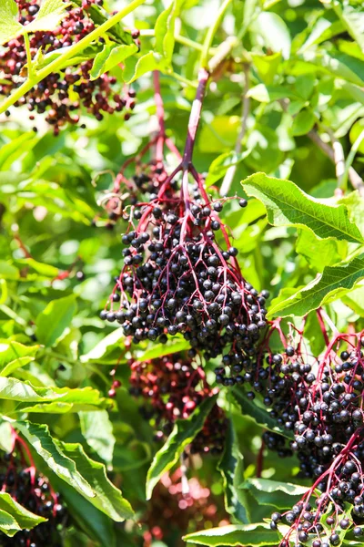 Elder Berries — Stock Photo, Image