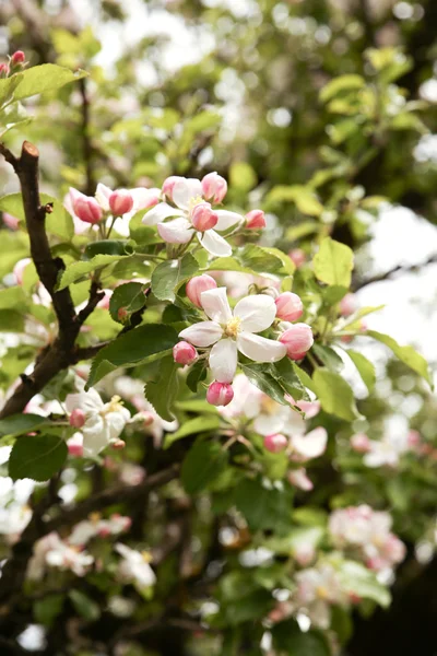 Blooming Apple tree — Stock Photo, Image