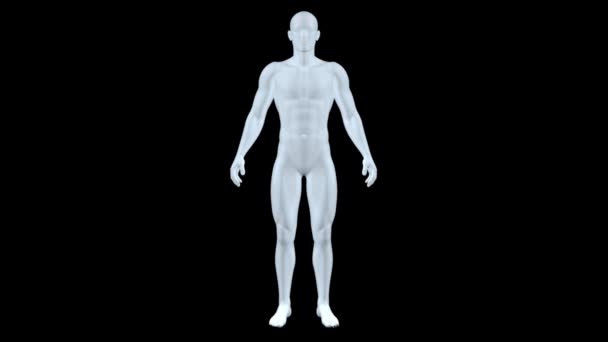 Menselijke anatomie — Stockvideo