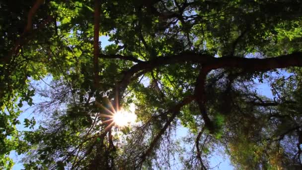 Träd i solljus — Stockvideo