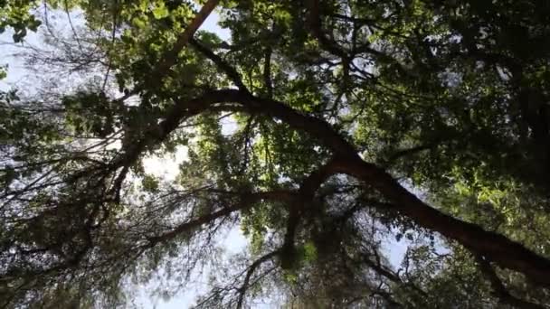 Δέντρα στο φως του ήλιου — Αρχείο Βίντεο