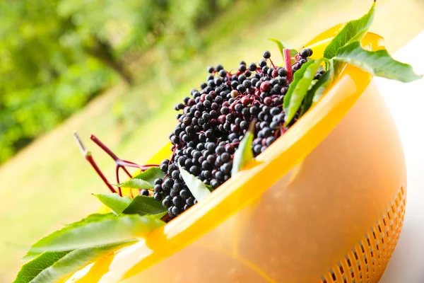 Elder Berries in a bowl — Stock Photo, Image