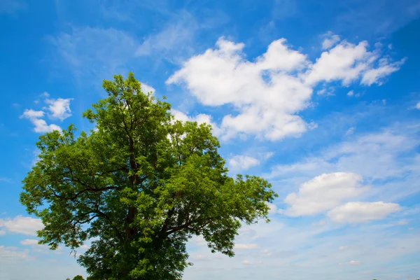 Baum vor blauem Himmel — Stockfoto