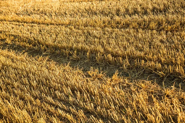 Harvested field background — Stock Photo, Image