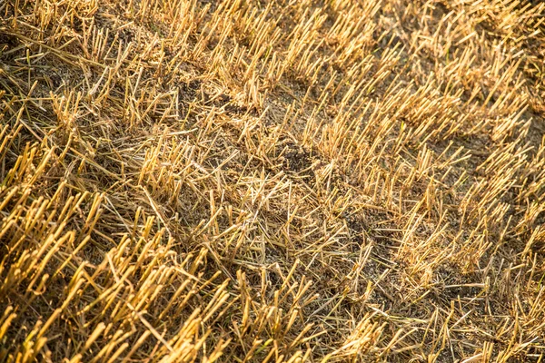 Harvested field background — Stock Photo, Image