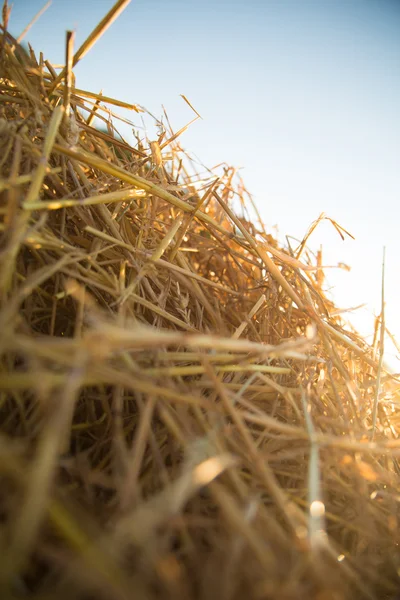 Hay in the sunset — Stock Photo, Image