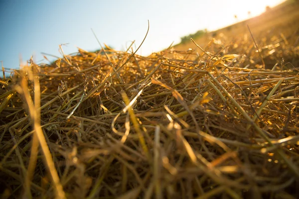 Hay in the sunset — Stock Photo, Image