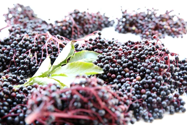 Elder Berries — Stock Photo, Image