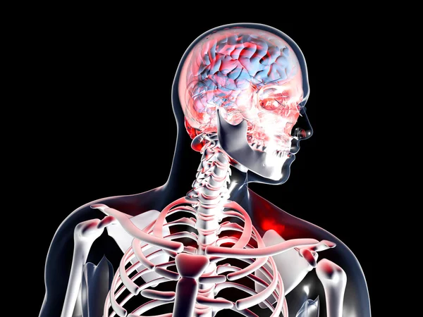 Anatomie - Kopfschmerzen — Stockfoto