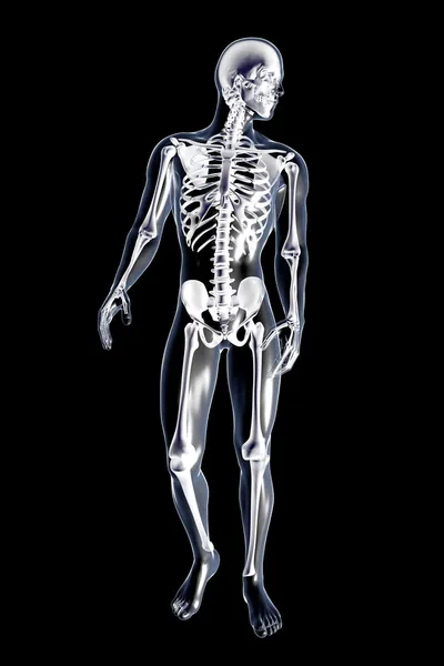 Чоловічий Анатомія — стокове фото