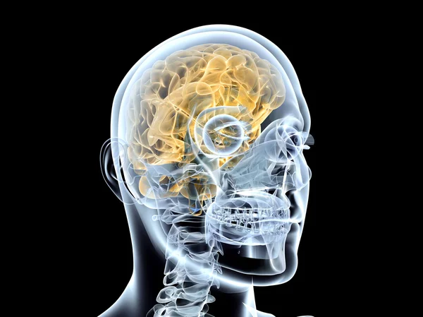 Otak manusia — Stok Foto