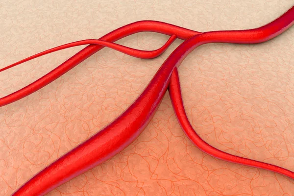 Blood Vessel - Vein — Stok Foto