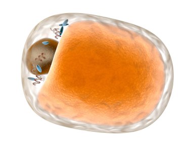 Fat Cell	 clipart