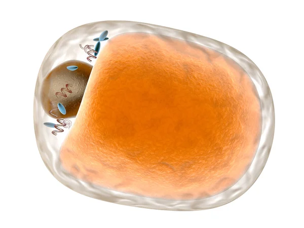 Fat Cell — Stock Photo, Image