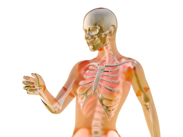 Vrouwelijke anatomie — Stockfoto