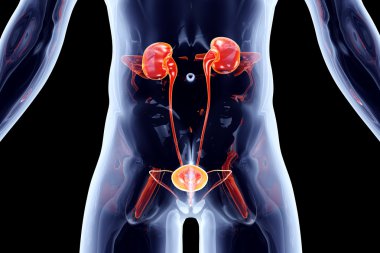Internal Organs - Urinary system clipart