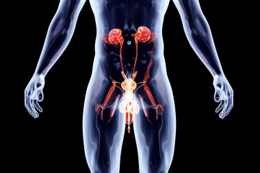Internal Organs - Urinary system with genitals	 clipart