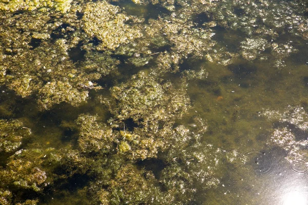 Seaweed in a lake — Stock Photo, Image
