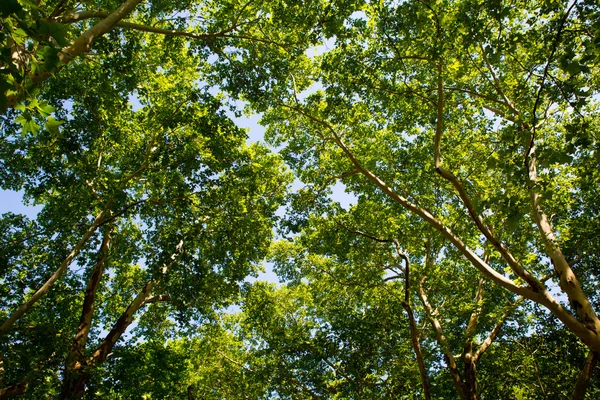 Copaci în lumina soarelui — Fotografie, imagine de stoc
