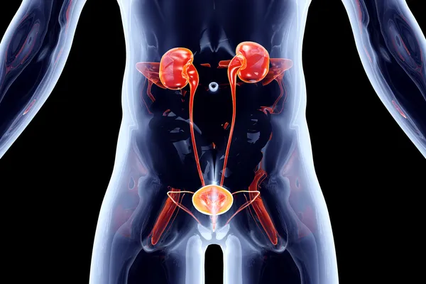 Órgãos internos - Sistema urinário — Fotografia de Stock