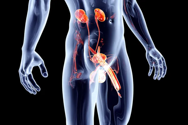 Innere Organe - Harnsystem mit Genitalien — Stockfoto