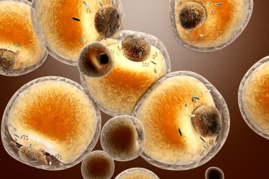 Fat Cells clipart