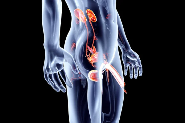 Organes internes - système urinaire avec des organes génitaux — Photo