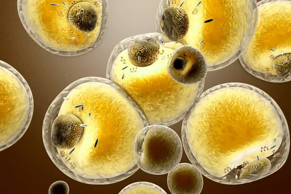 Fat Cells — Stock Photo, Image