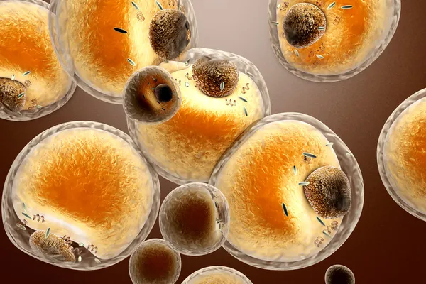 Λιποκύτταρα Εικόνα Αρχείου