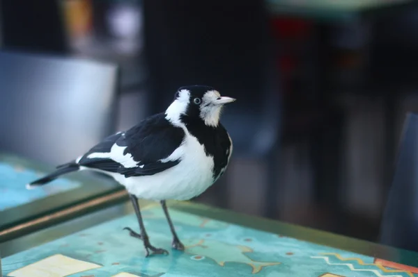 A bird is sitting on the table — Stock Photo, Image