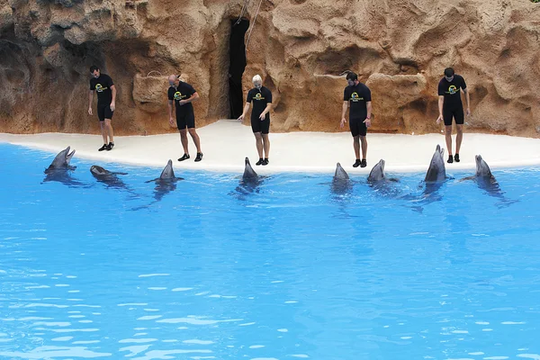 Dolphin Show — Fotografie, imagine de stoc