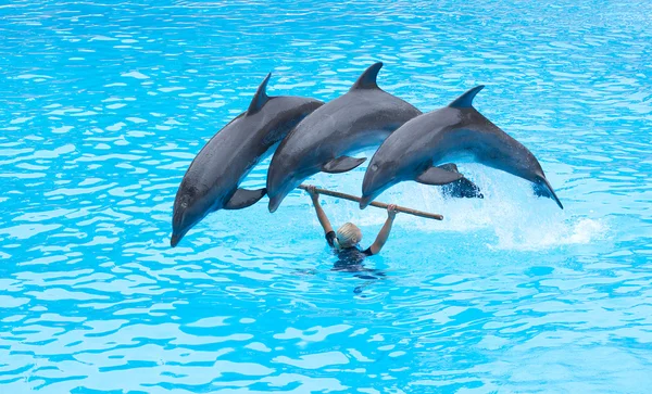 Espectáculo de golfinhos — Fotografia de Stock