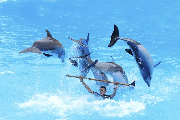 Dolphin Show — Stock Photo, Image
