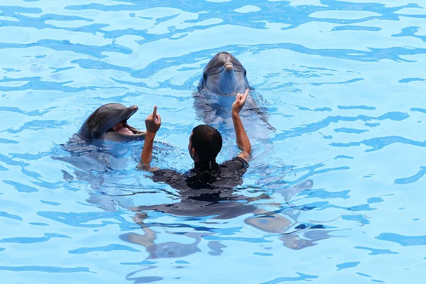海豚表演 — 图库照片