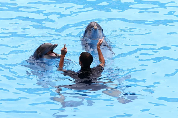 Dolphin Show — Stock Photo, Image